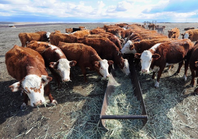 US-ENVIRONMENT-WEATHER-DROUGHT-LIVESTOCK