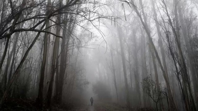Eucalyptus grove on the Nimitz Trail. (Colleen Neff/Berkeleyside)