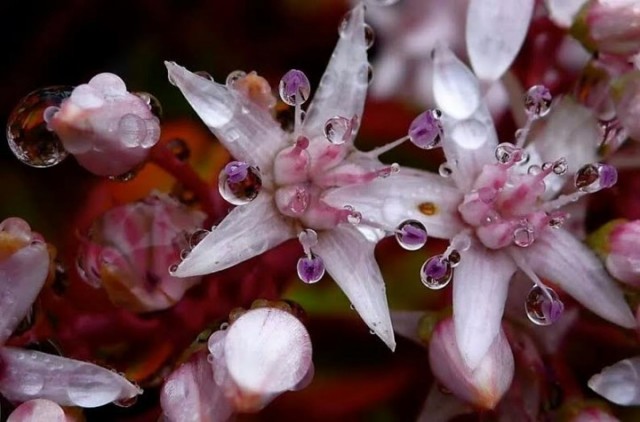 Rain on Jade flowers. (Colleen Neff/Berkeleyside)
