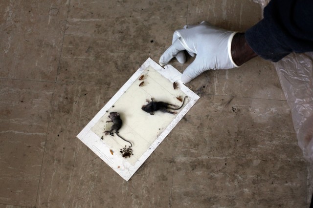 For months, Geneva Eaton woke to handfuls of half-dead mice wriggling in her glue traps. (Lacy Atkins/San Francisco Chronicle)