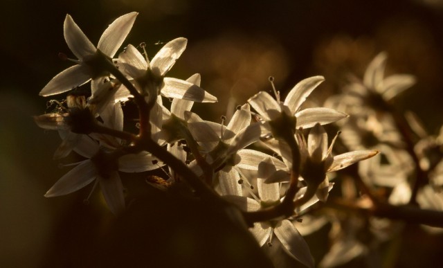 Jade flowers. Technically, they're winter bloomers. But they're happy to see the sun, anyway. (Dan Brekke/KQED)