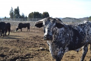 A rodeo bull waits to be fed at Bill Lyle’s rodeo grounds in Morgan Hill, Calif. in February 2014. Many of these bulls will be used in area rodeos, including gay rodeo competitions. Photo: Matt Hansen/Peninsula Press