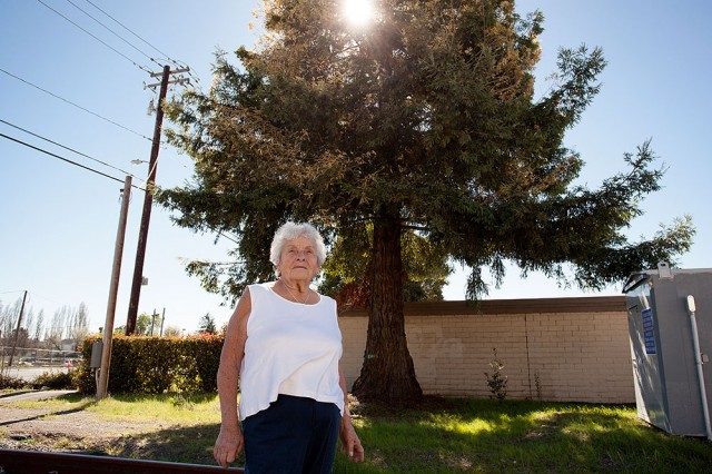Louise Santero stands under a rare albino chimera redwood tree near her home in Cotati. The tree is threatened with removal. (Mark Andrew Boyer/KQED)