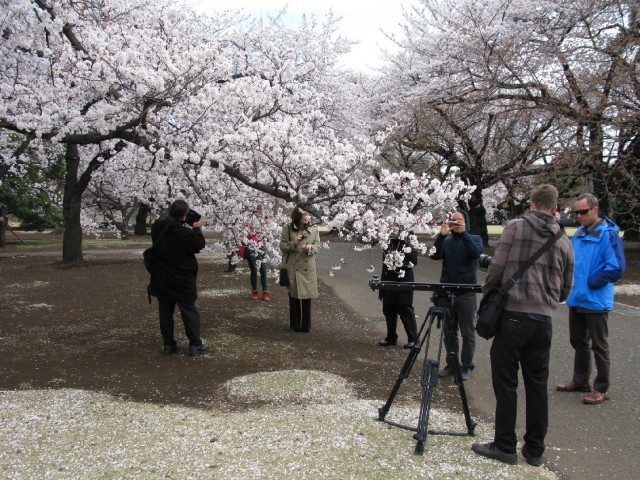 The "Family Ingredients" crew shot in Japan during cherry blossom season. (Photo by Dan Nakasone)