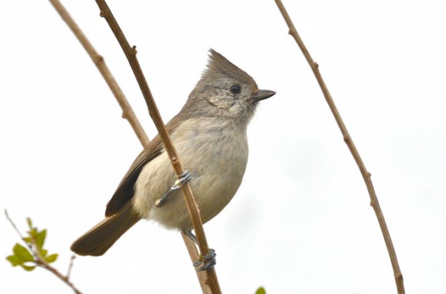 An Oak Titmouse, one of the many species birders hope to spot on the Cal campus during Birding’s Big Game on April 13. (Linda Tanner/Berkeleyside)