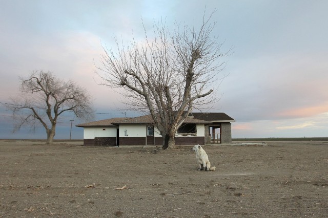 A dog hangs around an abandoned farmhouse on February 6, 2014 near Bakersfield, California. (David McNew/Getty Images)