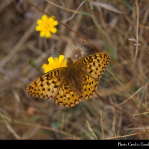Behrens silver-spot butterfly, an endangered species found at the new Point Arena unit of the California Coastal National Monument. (Gordon Pratt via U.S. Fish and Wildlife Service)