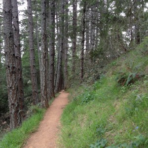 The author's birthday hike followed the Matt Davis Trail. (Grace Rubenstein/KQED)