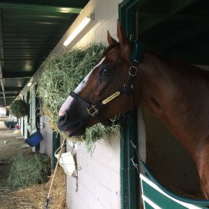 The 3-year-old thoroughbred enjoys a quiet moment in his stable. (Julia McEvoy/KQED)