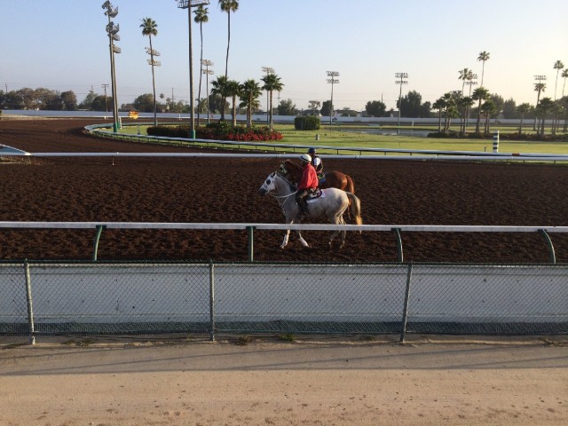 California Chrome trains at Los Alamitos Race Course in Orange County, where quarter horses are usually found.  (Julia McEvoy/KQED)