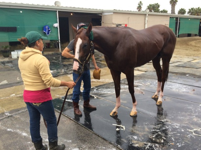 The Kentucky Derby favorite gets a soapy bath as he trains for the big race. (Julia McEvoy/KQED)