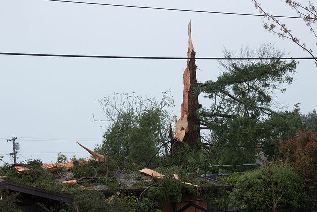 What remains of a Berkeley redwood after being struck by lightning Monday. (Photo: Dan Brekke/KQED)