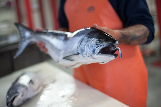 Kenny Belov, co-owner of 2xSea, holds a fresh-caught chinook salmon (Mark Andrew Boyer/KQED)