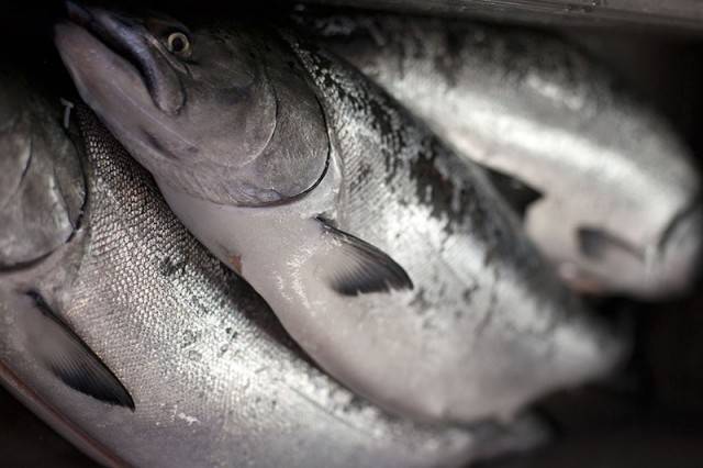 Fresh-caught salmon sit on ice at TwoXSea at Pier 45 (Mark Andrew Boyer/KQED)