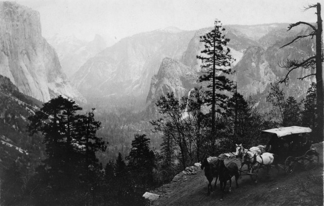 Improved roadways brought carriages further into the park in the late 1800s. Today, a parking lot  and tram traffic is impeding sequoia growth. (Courtesy of the Yosemite National Park Research Library.)