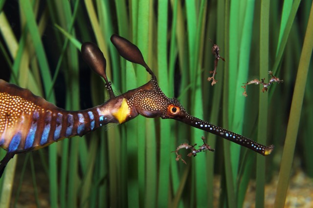 This male weedy sea dragon does most of the heavy lifting when it comes to fatherhood. (©Monterey Bay Aquarium/Randy Wilder)