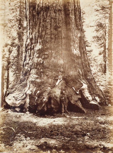 Galen Clark was among Yosemite's early advocates, and he served as guardian of the park for 24 years. Here he stands with the Grizzly Giant. (Photo by Carleton E. Watkins, Courtesy of The Bancroft Library, University of California, Berkeley.)