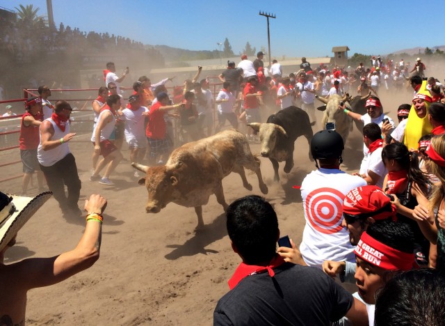 The bulls ran about a quarter-mile down the racetrack at the Alameda County Fairgrounds. (Aaron Mendelson/KQED)