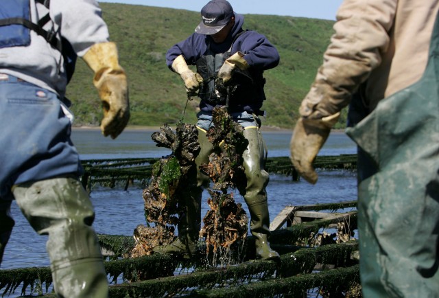 Drakes Bay Oyster Co. workers harvest strings of oysters on Schooner Bay at Point Reyes. (Justin Sullivan/Getty Images)