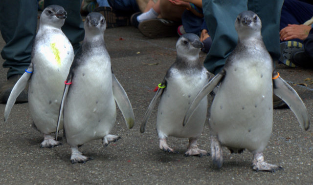 Four young penguins at the San Francisco Zoo joined the zoo’s penguin colony Saturday. (Tom Prete / Ocean Beach Bulletin)