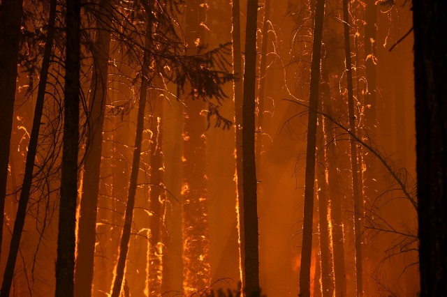 Flames from Rim Fire consume trees on Aug. 25, 2013 near Groveland, California. (Justin Sullivan/Getty Images)