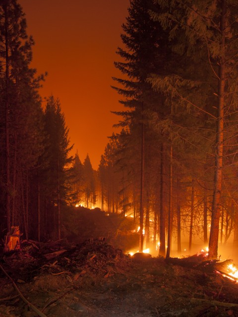 An otherworldy scene along a fireline cut through the middle of Klamath National Forest. (Kari Greer)