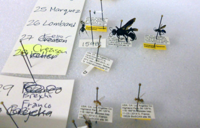 Specimens collected across L.A. as part of the NHM's BioSCAN study. (Alex Schmidt/KQED)
