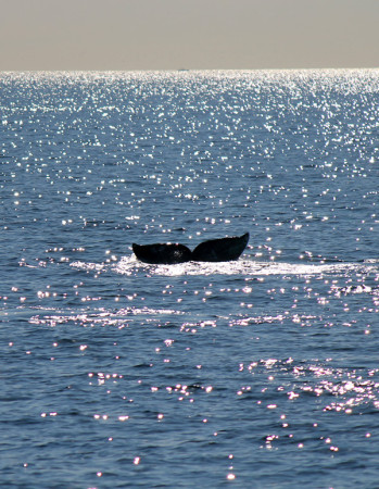 A whale fluke off the Southern California Coast. (Loren Javier/Flickr)