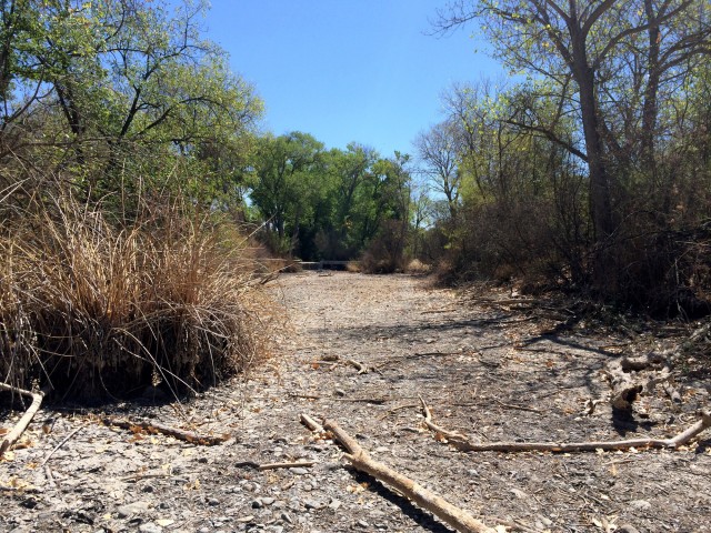 A dry stretch of the Arroyo del Valle in Shadow Cliffs. (Aaron Mendelson/KQED)