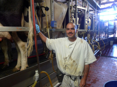 Jose Franco and his colleagues milk about 300 cows a day. (Lisa Morehouse/KQED)