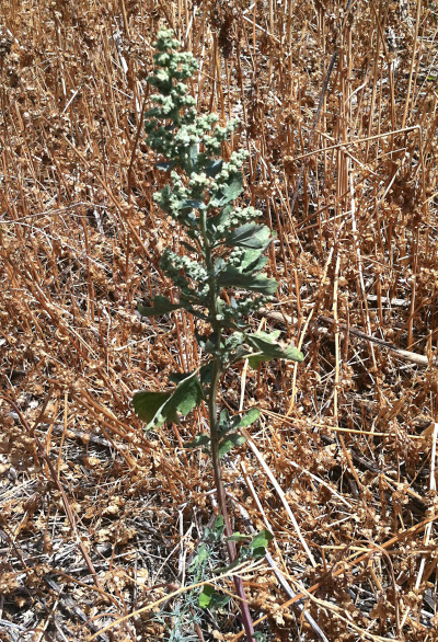 Wild quinoa growing by the side of a Los Angeles road near Mulholland Drive. (Casey Miner/KQED)