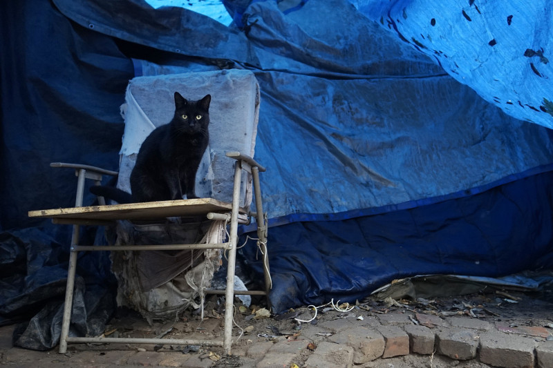 One of Doug Wynne's six cats sits near his tent at the Jungle. (James Tensuan/KQED)