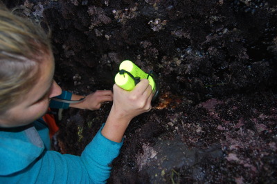 Baby sea stars are too small to tell if they're getting wasting syndrome. Long Marine Laboratory Intertidal Assistant Research Specialist Melissa Redfield points one out with a flashlight.