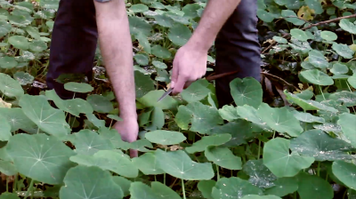 Iso Rabins of ForageSF picks nasturtiums in a local park.