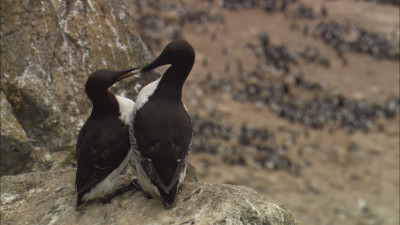 Common murres are abundant along the California coast and are still recovering from historic egg collecting, fisheries bycatch and oil spill mortality. (Courtesy of Bob Talbot)