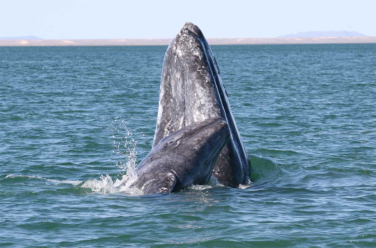 Gray whales migrate south and north along the coast and prime viewing locations during migration season include Point Arena and Bodega Head. (NOAA)
