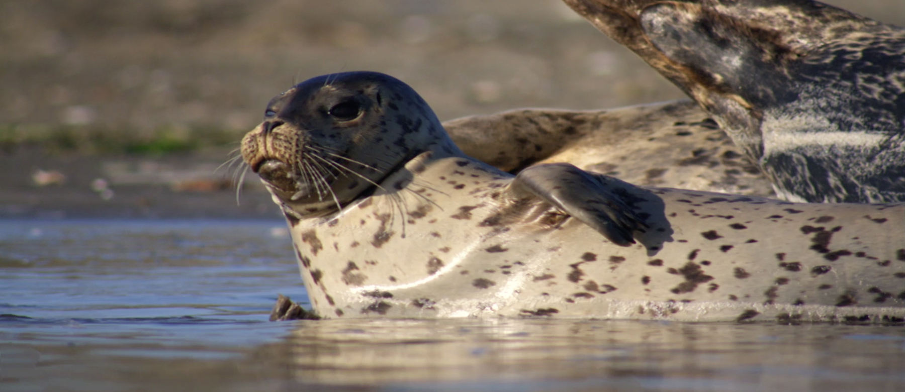 A harbor seal along the shores of the expansion area of Gulf of the Farallones National Marine Sanctuary. (Bob Talbot)