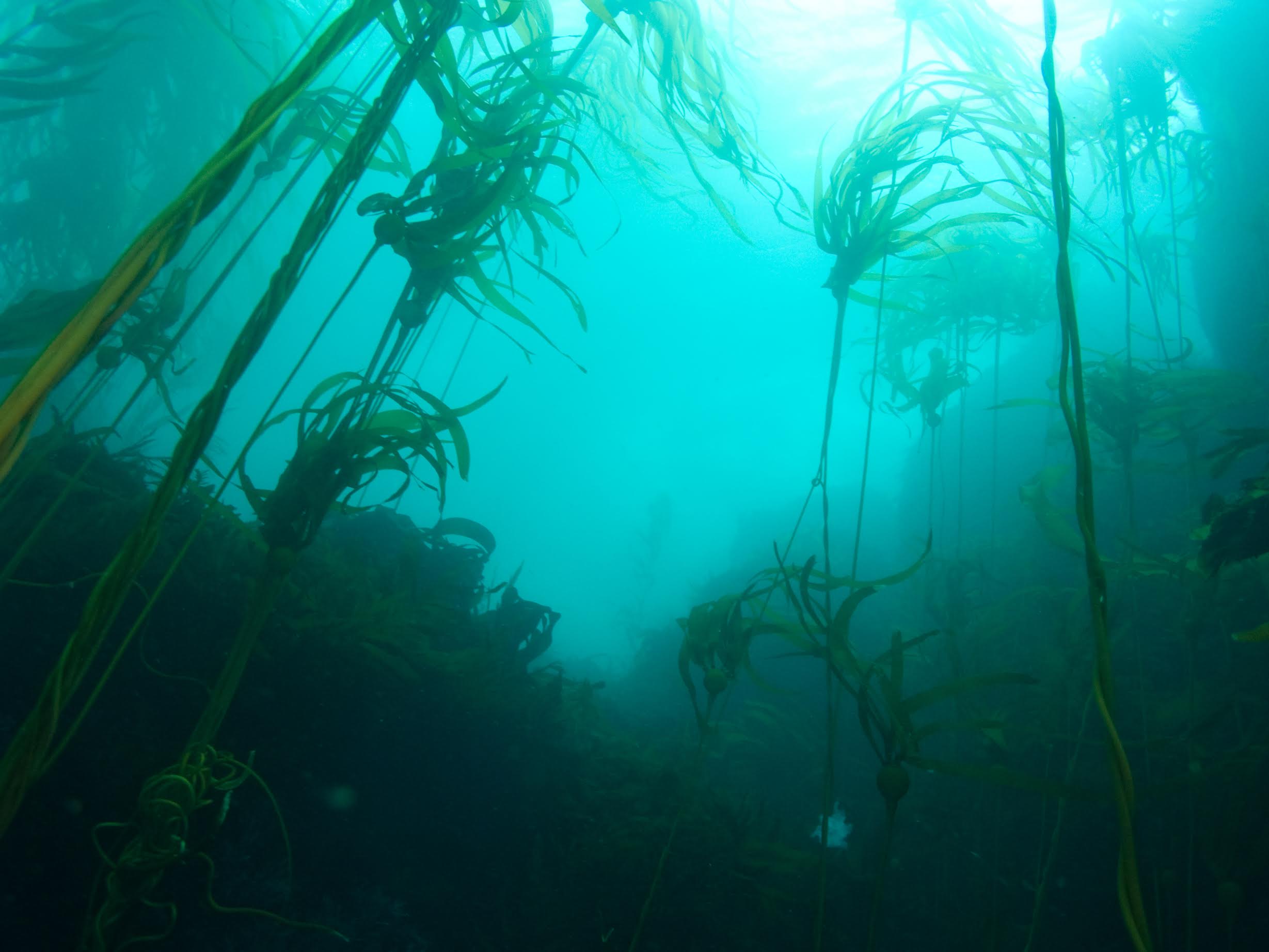 Bull kelp forests provide numerous habitats for nearshore fish and invertebrate species in the Gulf of the Farallones National Marine Sanctuary. (Jared Figurski, UCSC)