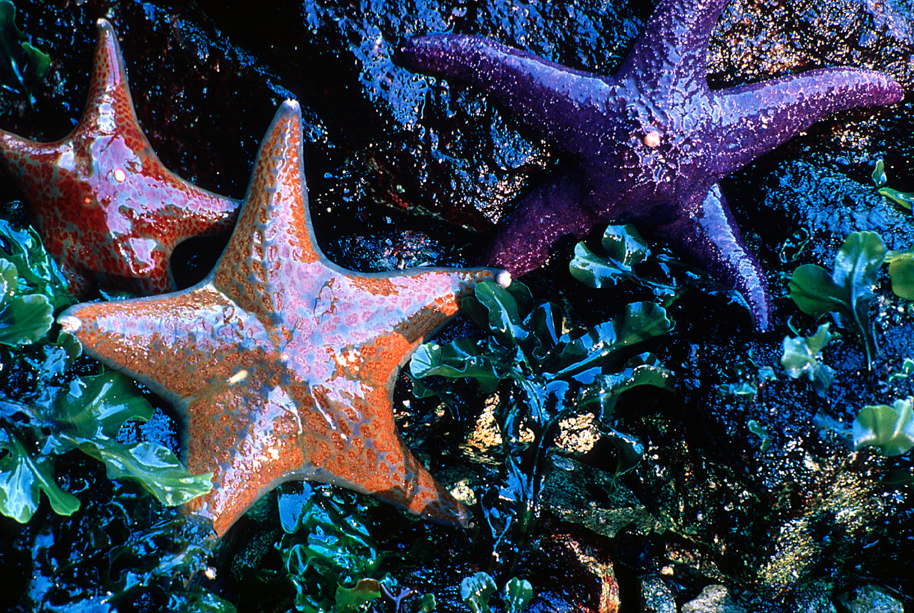When the tide is out, the rocky shores of Gulf of the Farallones National Marine Sanctuary reveal hundreds of invertebrates, like these sea stars. (Courtesy of Joe Heath)
