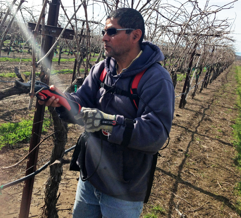 Brother Rafael prunes vines in the Abbey's St. James vineyard.