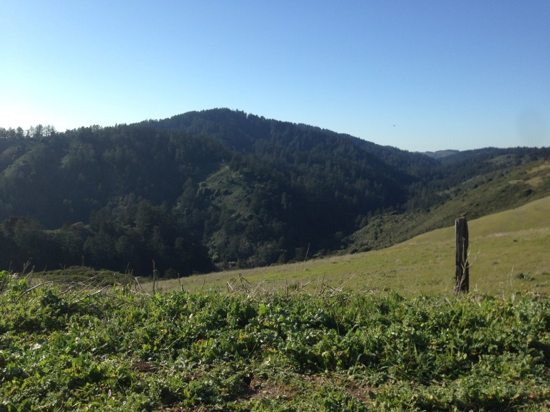 That carpet of lush trees are not native to the watershed! Tim Ramirez of the SF PUC says they were planted about 150 years ago by ranchers, often as wind breaks. What would this place look like without human intervention? Grassland.