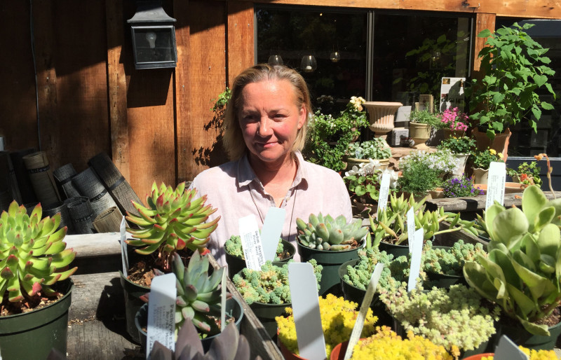 At her home and garden store in Woodside, Judy Sieber is pushing water efficient plants like succulents, and even artificial silk flowers.