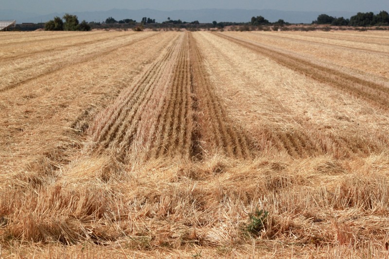 A recently harvested field in Imperial County. Wheat, alfalfa and other grasses used to feed cattle are among the region’s top crops. 