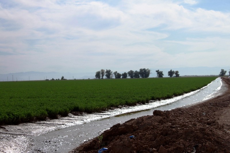 Recently irrigated field in the Imperial Valley town of El Centro.