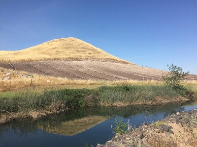 A hillside adjacent to Kathy Smith's ranch, recently planted in almonds. 