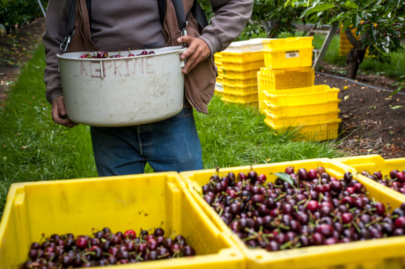 Though the drought has taken its toll, warm winters are to blame for a shrinking cherry crop. (Cynthia E. Wood/KQED)