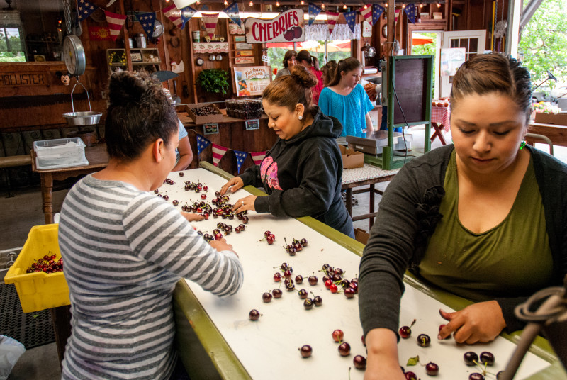 Workers sort cherries at the Rajkovich’s farm stand and sorting facility in Hollister, Calif.