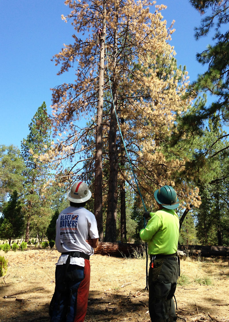 Hudson Fisk’s team of loggers takes down a dead Ponderosa pine tree.