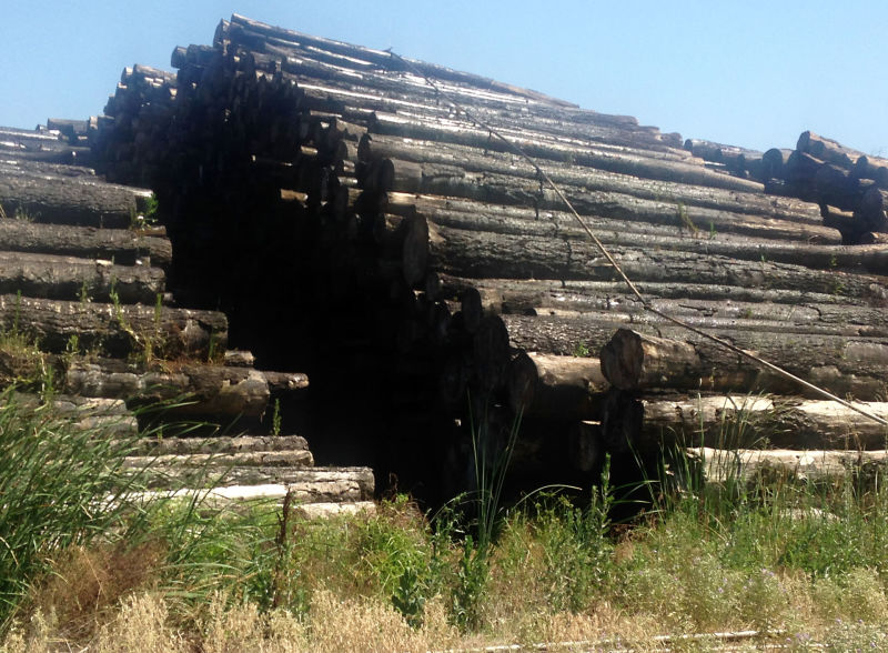 The log deck at Sierra Forest Products is almost full.