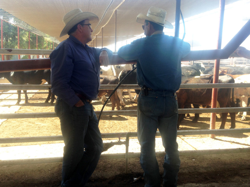 Cattle ranchers talk business at the Tulare County Stockyard.